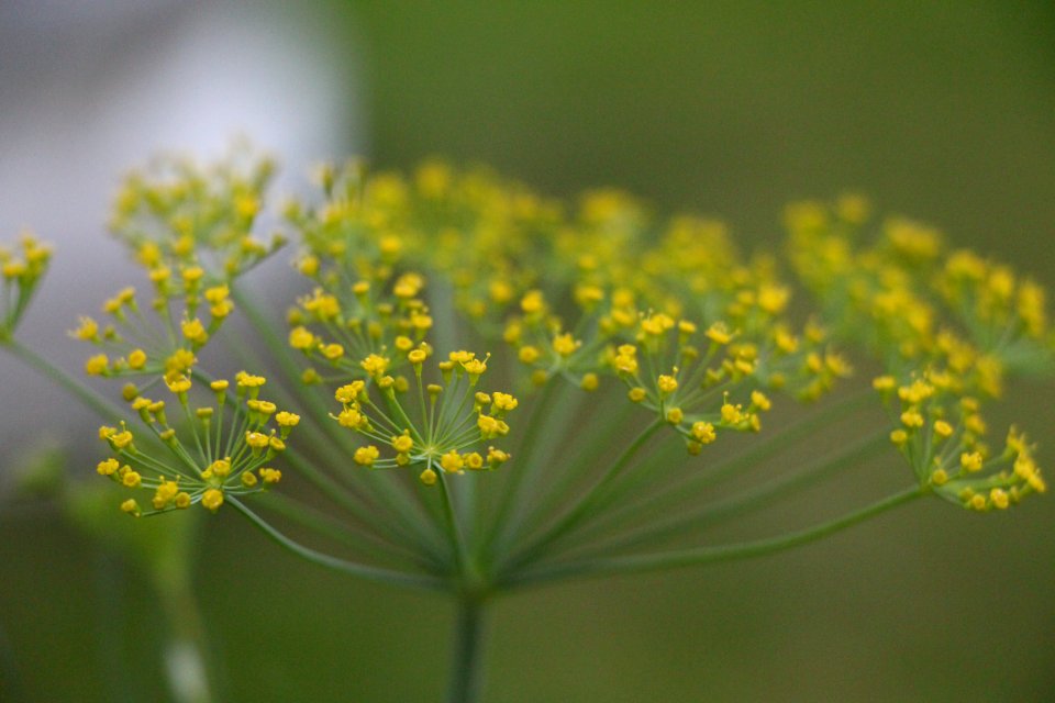 Thaspium trifoliatum