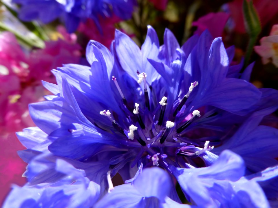 Corn Flower Blue