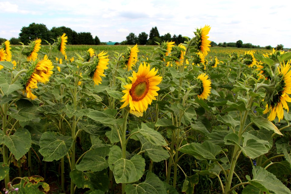 Tournesol marginal