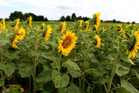 Tournesol marginal