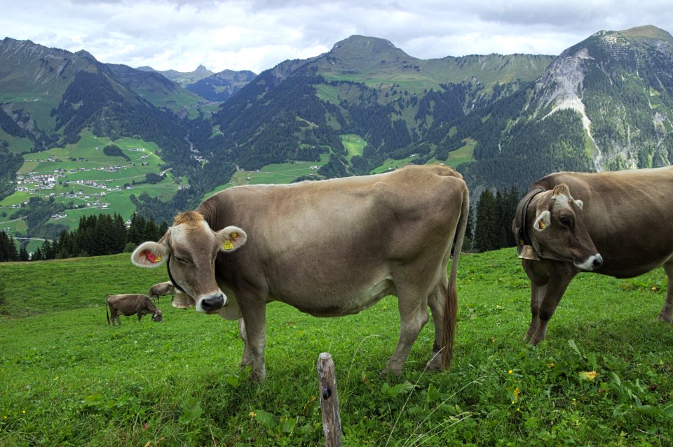 Cows With Bells on the Hillside, Sonntag, Austria