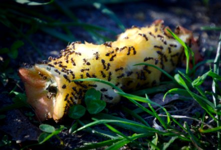 Ants Swarming over Discarded Apple Core, Treptower Hafen