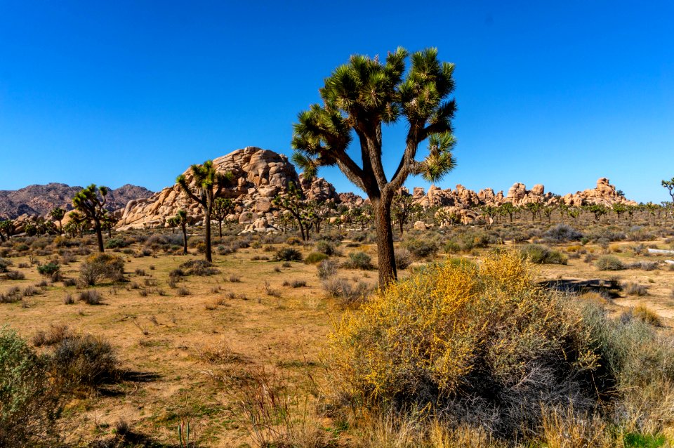 Joshua Tree National Park