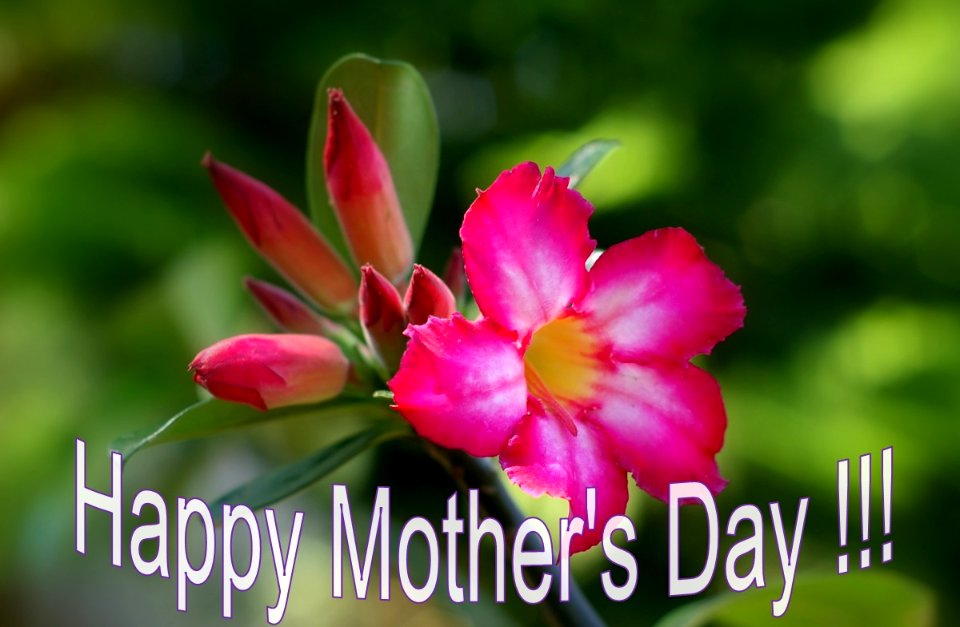 Happy Mother's Day !!!