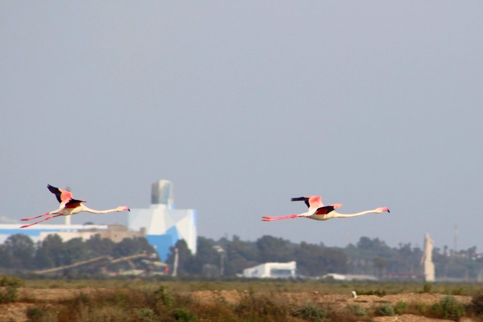 Greater flamingoes - Huelva in the background