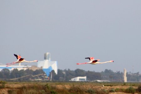 Greater flamingoes - Huelva in the background