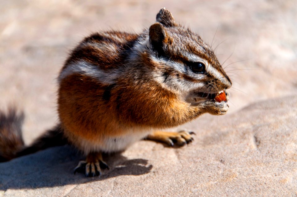Chipmunk, Zion National Park