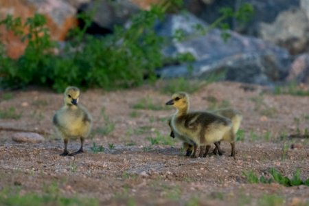 Canada Geese - goslings photo