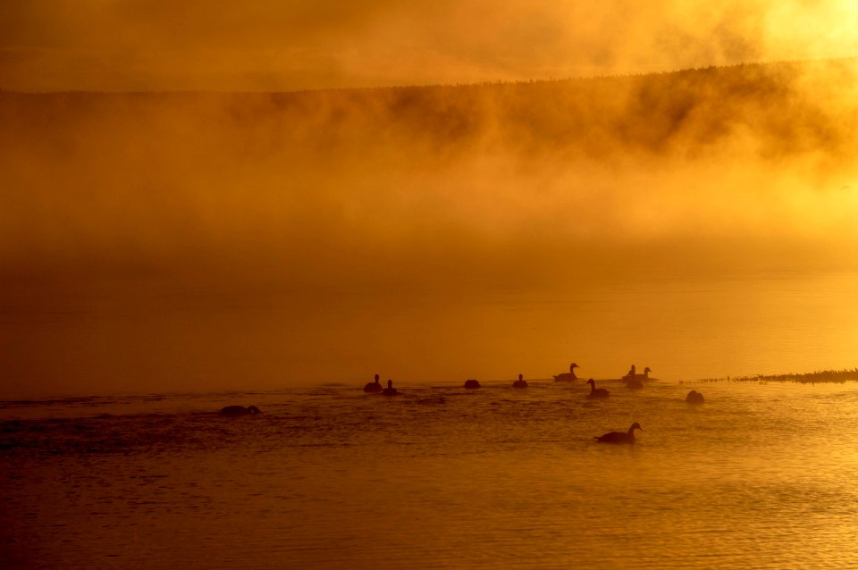 Ducks, Yellowstone National Park
