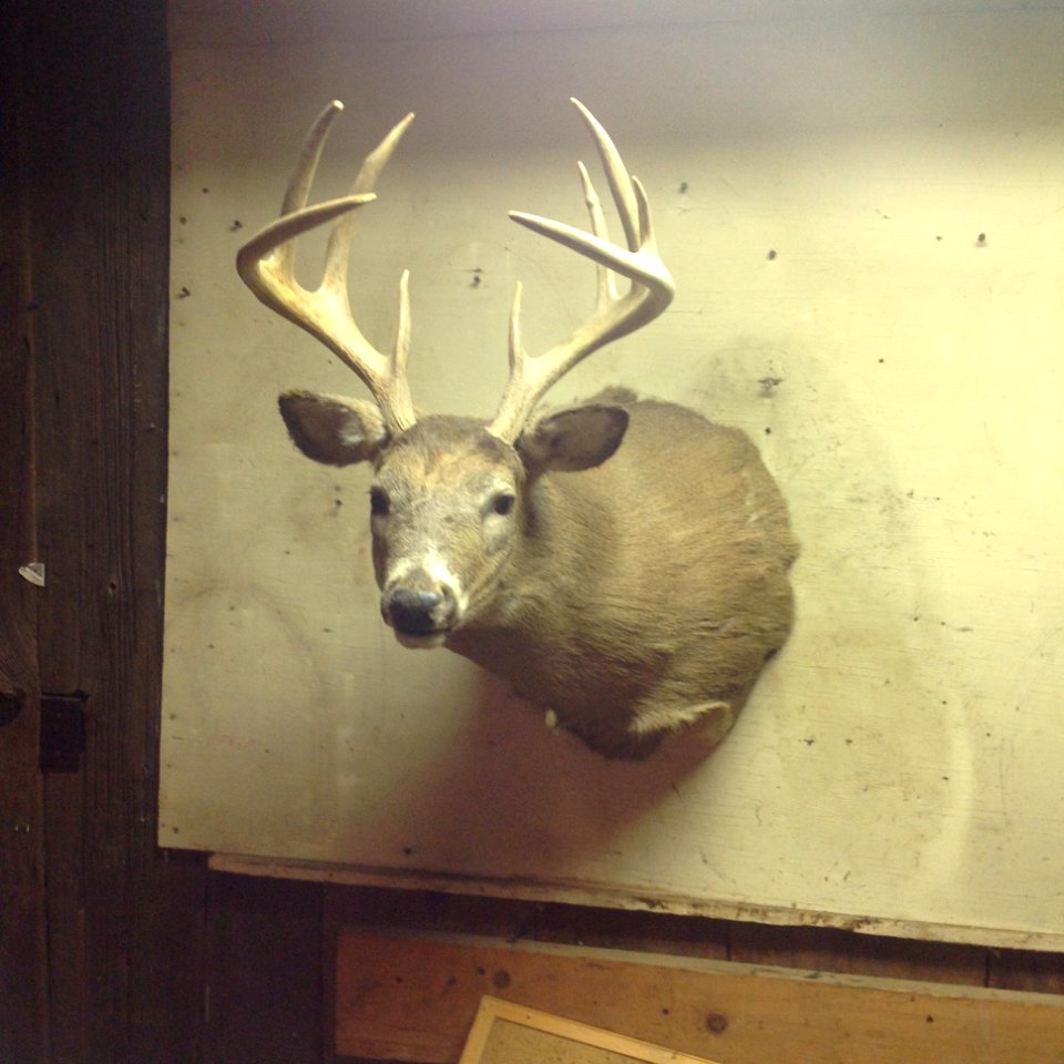 9 point buck-$250