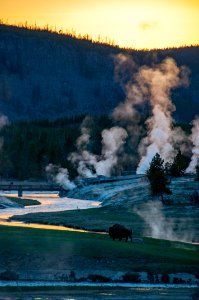 Bison, Yellowstone National Park