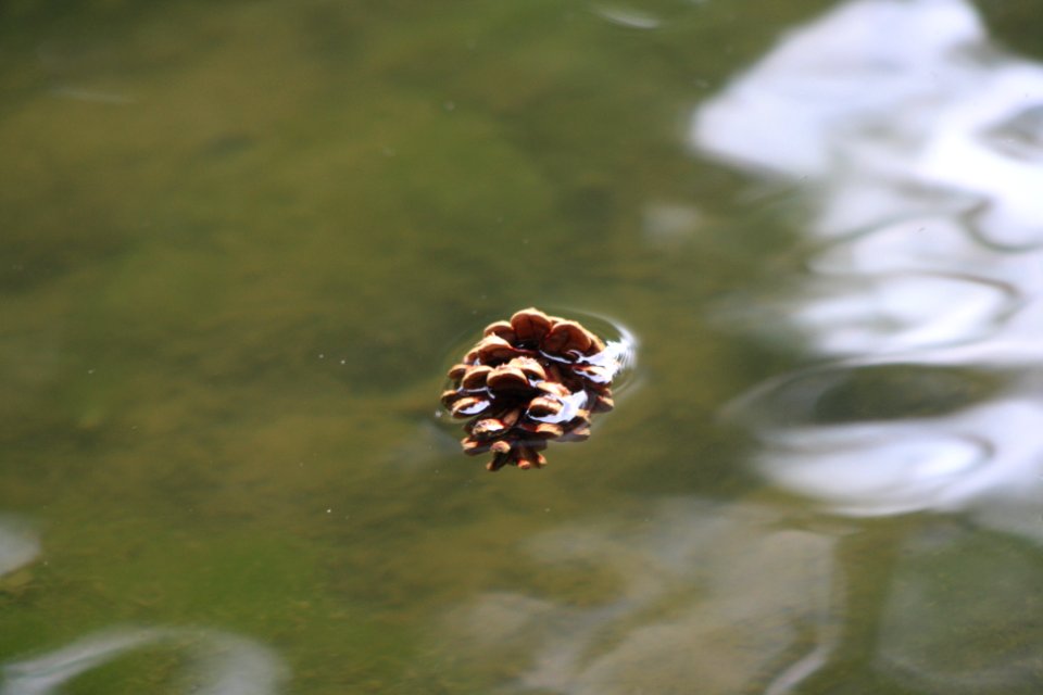 Une pomme de pin dans l'eau