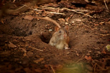Rat Waving its Tail, Volkspark Wilmersdorf