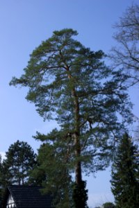 Tall Tree Against Sky, Zehlendorf
