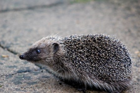 Hedgehog sniffing the air