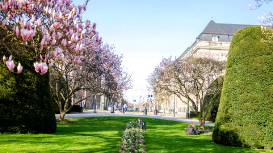 La curiosité du printemps
