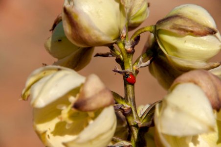 Ladybug photo