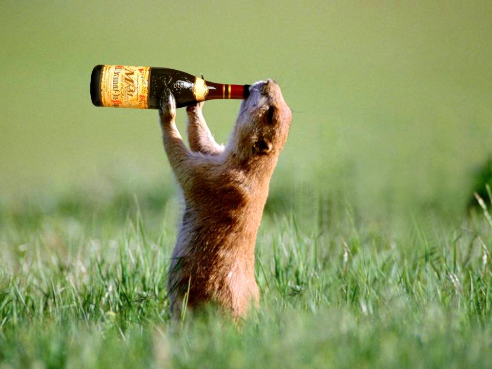 cheers