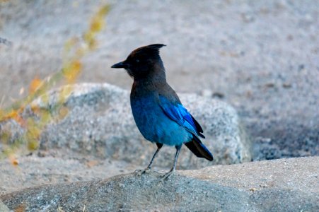 Stellar's Jay