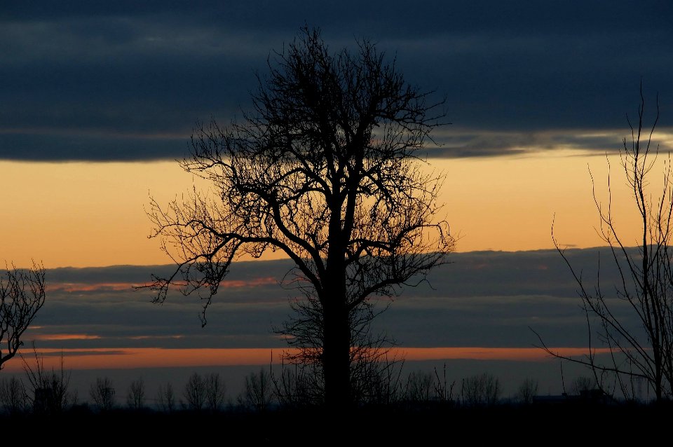 A tree and amazing evening sky