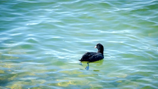 Foulque dans les eaux turquoises