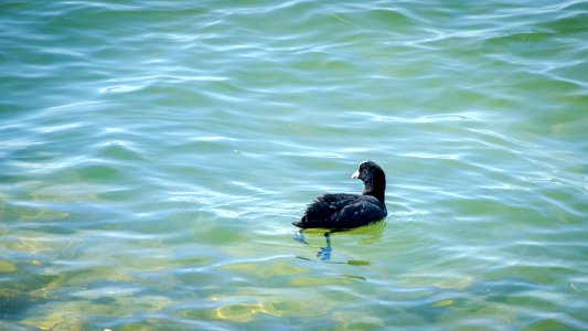 Foulque dans les eaux turquoises photo