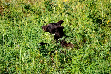 Bear Cub