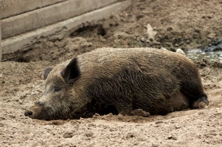 Snoozing Boar, Museumsdorf Düppel, Zehlendorf photo