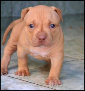 The Pit Bull Press - Pit Bull Photos