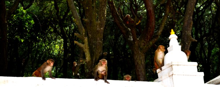 10 monkeys at swayambhu temple photo