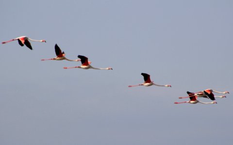 Greater flamingoes flying photo