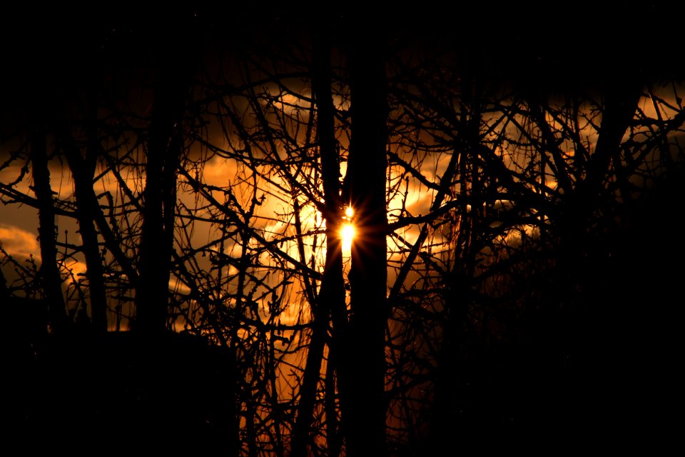 soleil entre les arbres