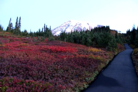 Mt Rainier