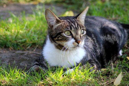 Chat pensif