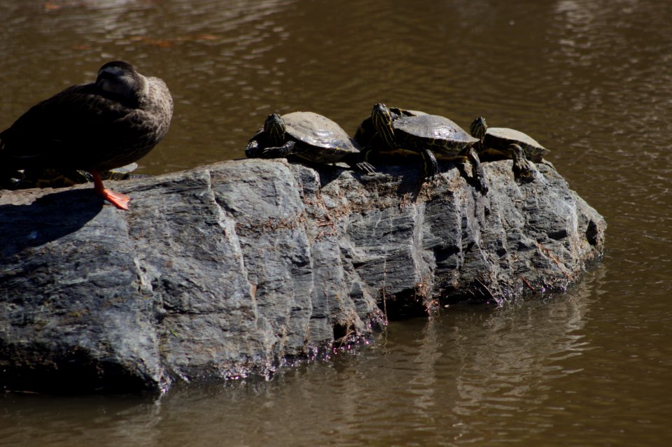 Turtles and Bird on a Rock in the Pond, Kasai Seaside Park photo