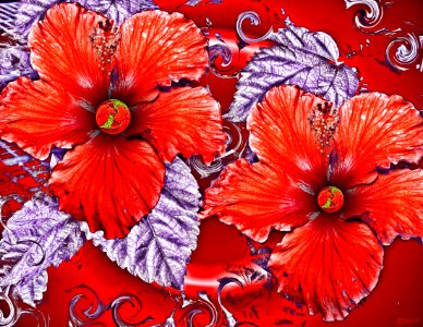Hibiscus Art