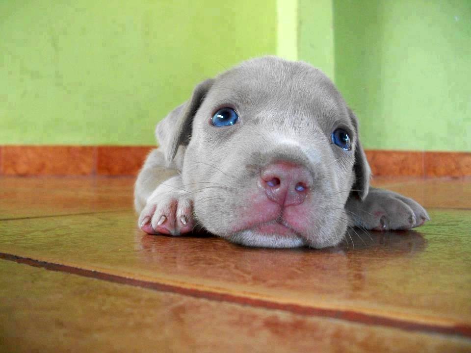 The Pit Bull Press - Pit Bull Photos