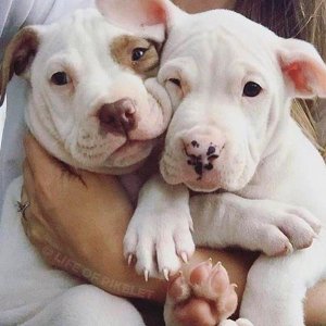 The Pit Bull Press - Pit Bull Photos
