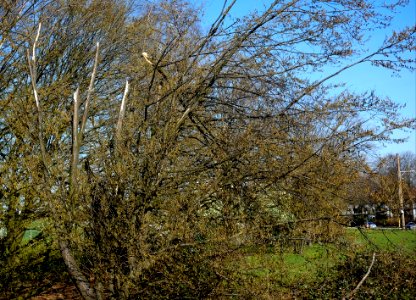 DSCF8998 geköpfter Baum