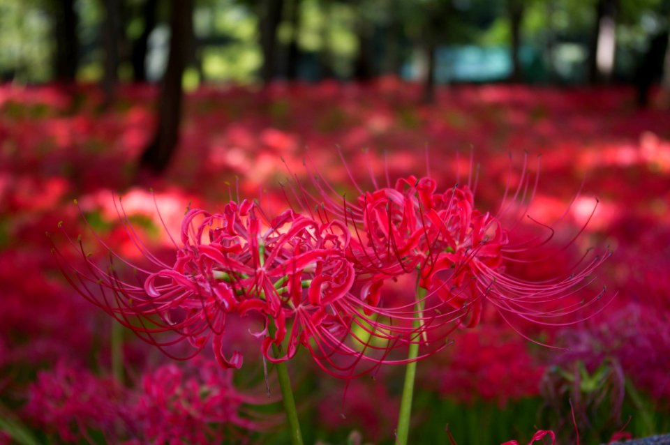 Red spider lily