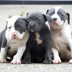 The Pit Bull Press - Pit Bull Photos