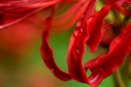 Red spider lily photo