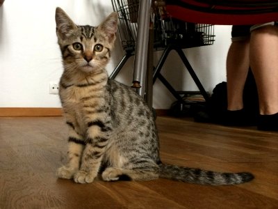 Sitting Tabby Kitten