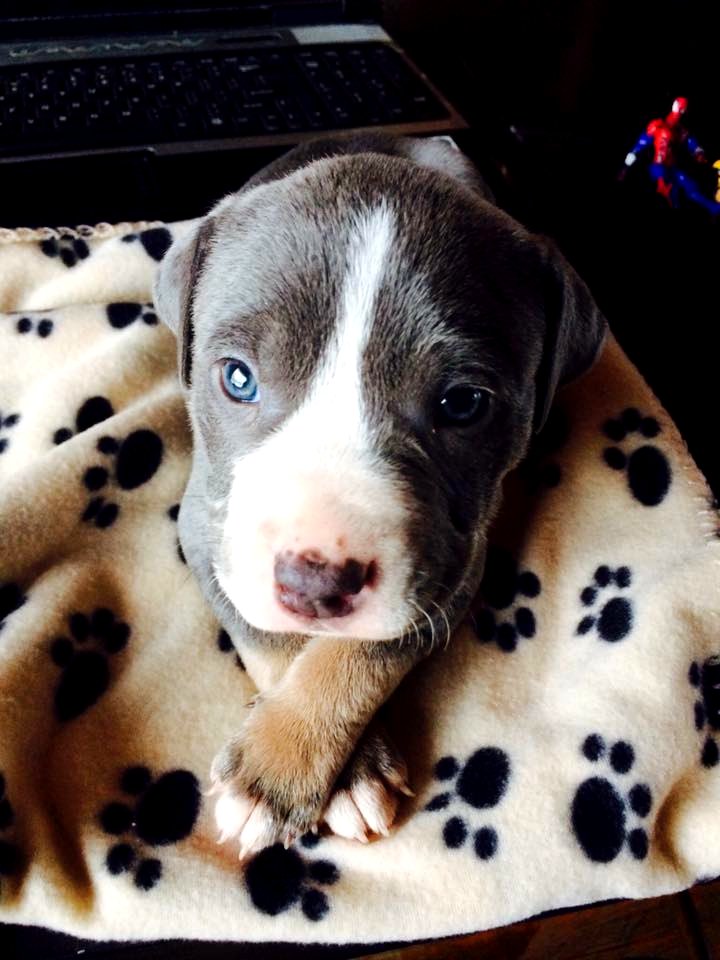 The Pit Bull Press - Pit Bull Photos
