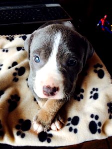The Pit Bull Press - Pit Bull Photos