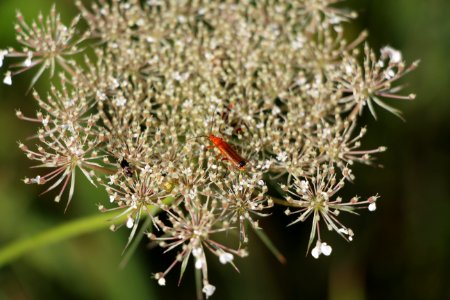 Insecte sur une carotte sauvage