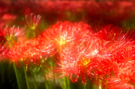 Red spider lily photo