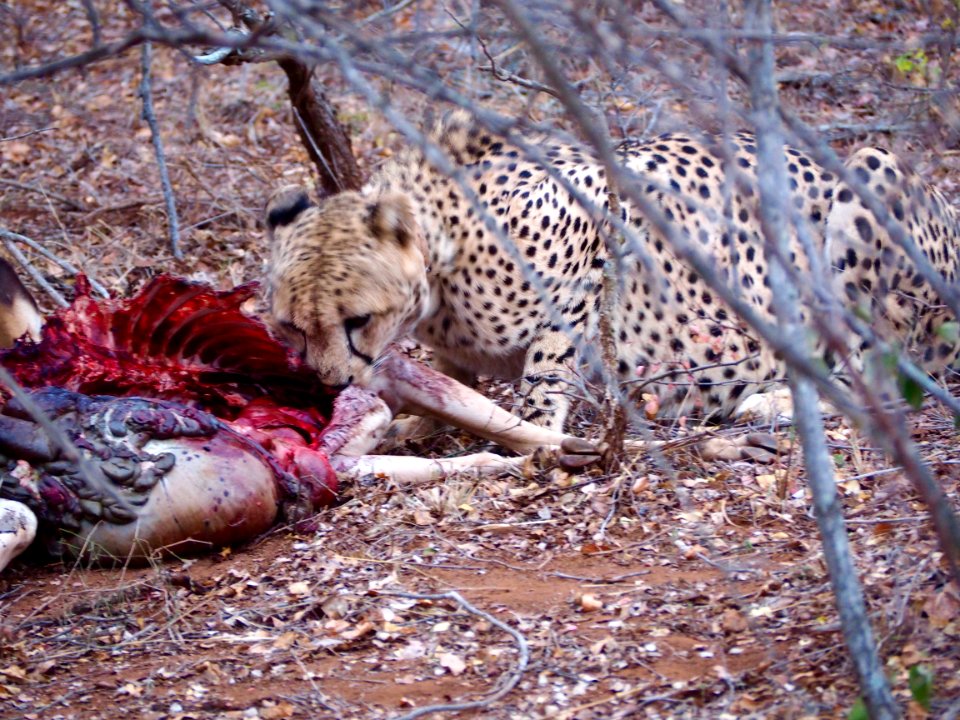 Cheetah