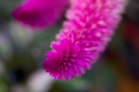 Cockscomb