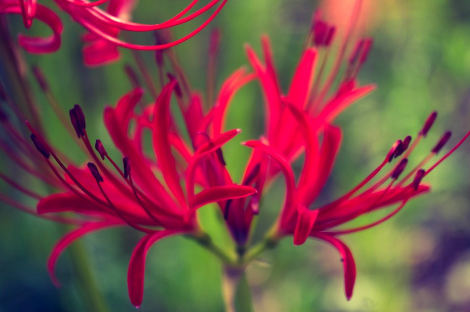 Red spider lily